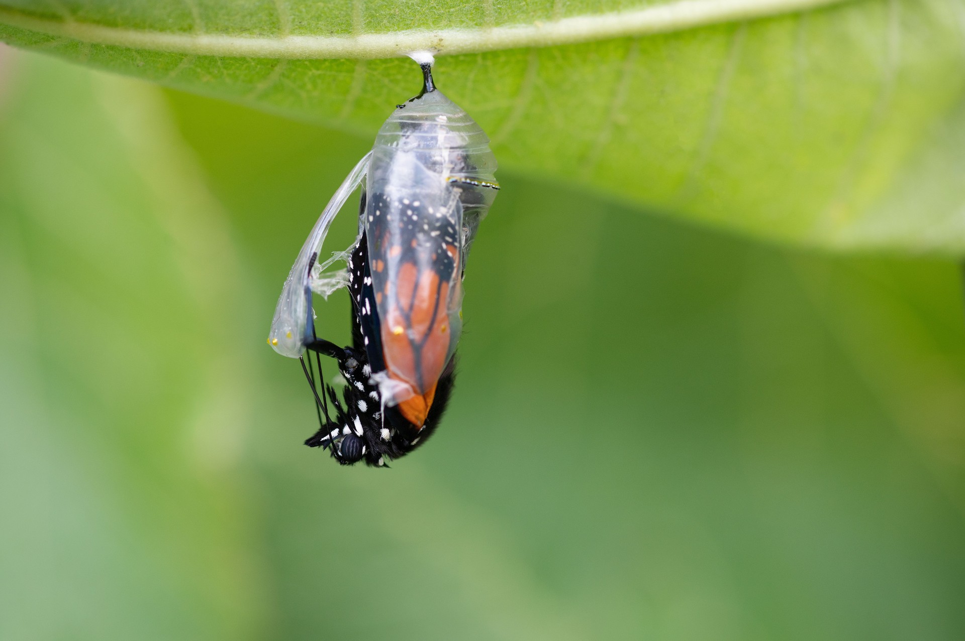 Monarch emerging